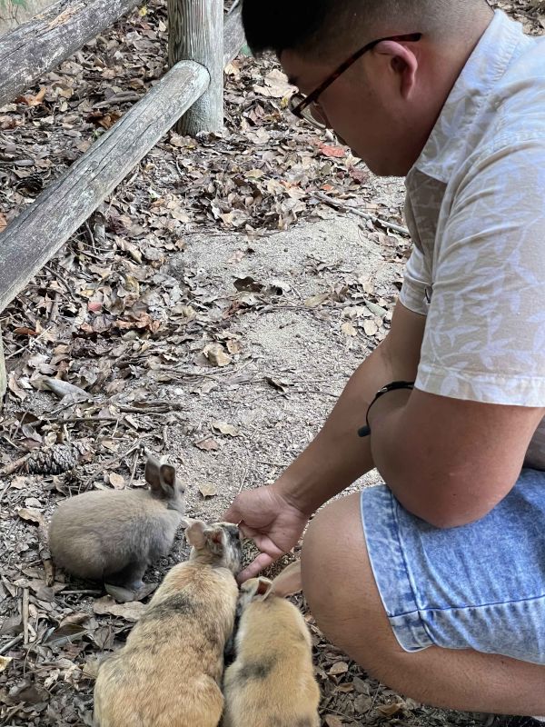 Visiting Bunny Island in Japan