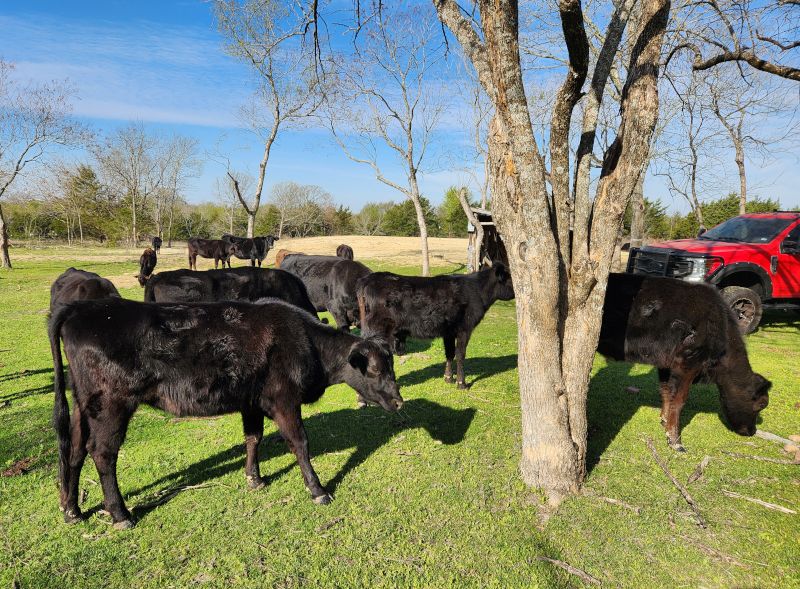 The Cattle on Our Ranch