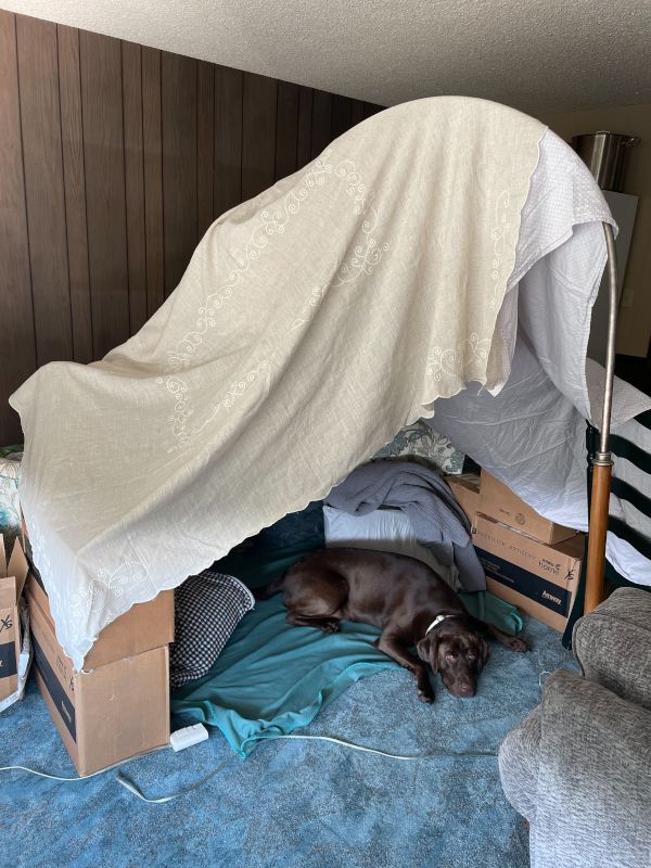 Jasper in a Blanket Fort